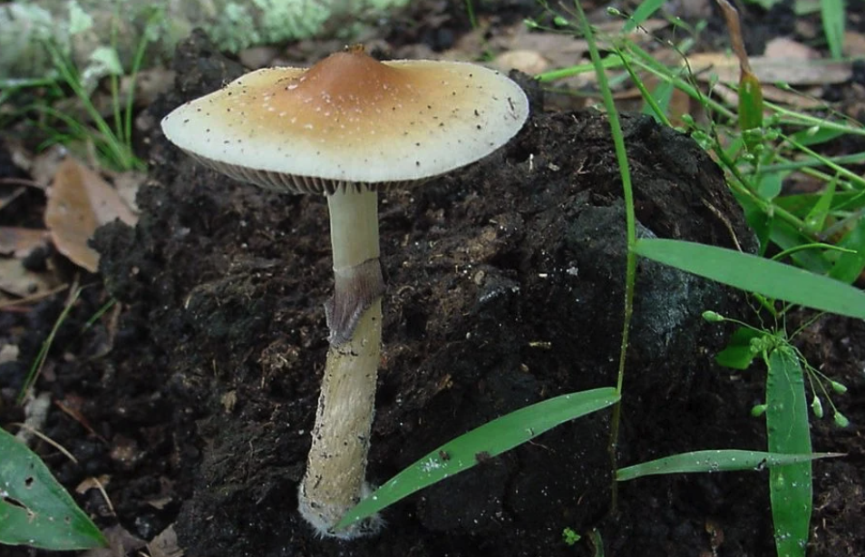 New Hampshire GOP Lawmaker Asks Colleagues To Legalize Psilocybin Because It Can Treat Headache Disorder She Suffers From